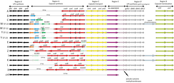 Genetic organization of the cps locus among Neisseria meningitidis serogroups A (N. meningitidis Z2491); B (N. meningitidis H44/76); C (N. meningitidis FAM18, 053442, and 29013); W α275 (clonal complex sequence type [ST] 22); W WUE171 (clonal complex ST-11); Y α162 (clonal complex ST-11); Y WUE172 (ST-23); E (N. meningitidis α707); H (N. meningitidis 29031); I (N. meningitidis 29043); K (N. meningitidis 29046); L (N. meningitidis WUE3608); X (N. meningitidis α388); and Z (N. meningitidis WUE173)