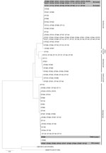 Thumbnail of Maximum-likelihood phylogenetic analysis based on 10-loci multilocus sequence type data of Cryptococcus gattii isolates (condensed). Phylogenetic relatedness of 150 STs representing the 291 C. gattii isolates, calculated by using the maximum-likelihood algorithm and rooted by using the 2 C. neoformans reference strains CBS8710 (genotype AFLP1/VNI) and CBS10513 (genotype AFLP2/VNIV). Closely related sequence types were collapsed into 1 branch shown by multiple sequence type numbers. 