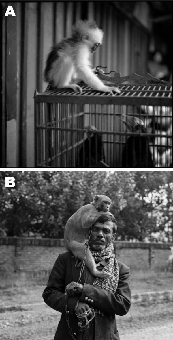 The interface between nonhuman primates, birds, and humans. A) A young, recently captured leaf monkey perched on a cage containing birds in a wet market in Java. B) A man and his performing monkey in Bangladesh. Reprinted with permission from Lynn Johnson, 2012.