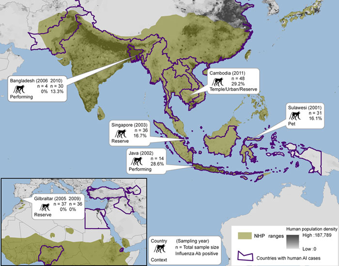 Nonhuman primate (NHP) habitat countries (in green) and approximate location of sampling sites, with sample size, year collected, context of human–macaque interaction, and seroprevalence of antibodies against influenza virus A. Countries that have reported human influenza infection of avian origin (AI) are outlined in purple.