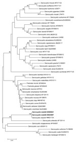 Thumbnail of Neighbor-joining phylogenetic tree of Sarcocystis spp. 18S rRNA sequences. Sarcocystis nesbitti strains isolated in this study are indicated in boldface. Numbers at nodes indicate bootstrap values (%) for 1,000 replicates. Bootstrap values &lt;70% are not shown. Scale bar indicates nucleotide substitutions per site. 