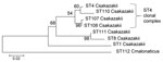 Thumbnail of Maximum-likelihood tree based on the concatenated sequences (3,036 bp) of the 7 multilocus sequence type (ST) loci for Cronobacter isolates. The tree was drawn to scale by using MEGA5 (www.megasoftware.net), with 1,000 bootstrap replicates. Numbers on branches indicate percentage of bootstrap values. Scale bar indicates nucleotide substitutions per site. 