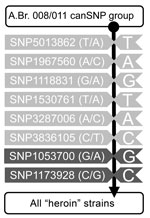 Thumbnail of Diagram of single nucleotide polymorphism (SNP) assays used for bioforensic genotyping of heroin-associated Bacillus anthracis strains. Shown are the results of PCR-based SNP assays performed to elucidate the phylogenetic position of strains. Indicated at the top of the column is the whole strain pool of B. anthracis genotype A.Br. 008/011; the vertical black line indicates the assays in a direction of revealing increasing proximity to the heroin-associated strains. SNPs common to t