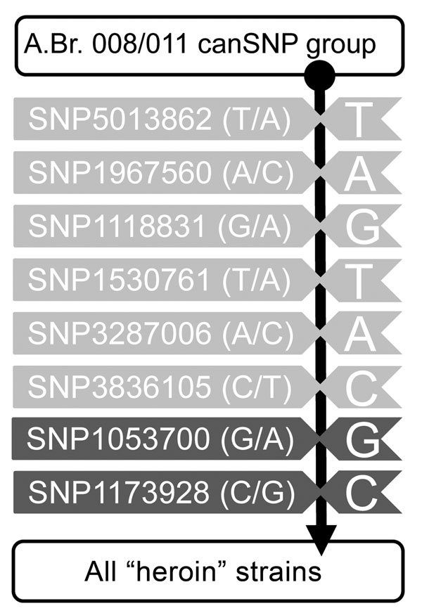 Diagram of single nucleotide polymorphism (SNP) assays used for bioforensic genotyping of heroin-associated Bacillus anthracis strains. Shown are the results of PCR-based SNP assays performed to elucidate the phylogenetic position of strains. Indicated at the top of the column is the whole strain pool of B. anthracis genotype A.Br. 008/011; the vertical black line indicates the assays in a direction of revealing increasing proximity to the heroin-associated strains. SNPs common to those of some 