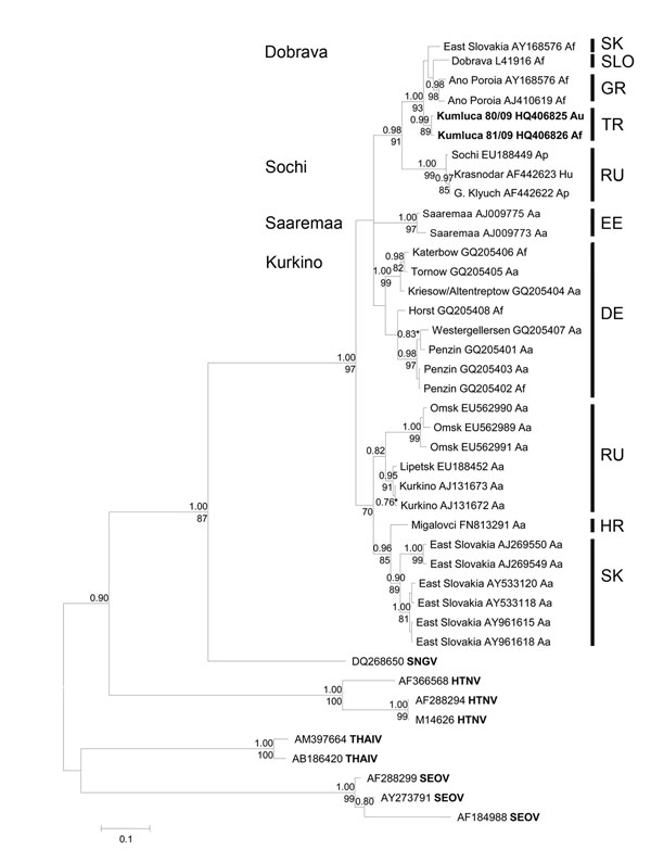 Bayesian phylogenetic tree, based on an alignment of 450-nt long region of the small segment from various Dobrava-Belgrade virus lineages and other Murinae-associated hantaviruses. Posterior probabilities for Bayesian analysis are given under the branches and bootstrap values above the branches. Values lower than &lt;0.7% and &lt;70% are not shown. The sequences were aligned with ClustalW included in the BioEdit software package version 2.1 (http://www.mbio.ncsu.edu/bioedit/page2.html). The phyl