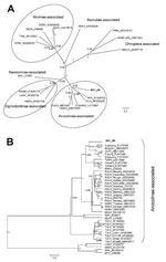 Thumbnail of Bayesian phylogenetic trees constructed by using the models HKY+gamma for partial large segment sequences (n = 19) (A) and GTR+gamma for partial small segment sequences (n = 39) (B) within BEAST software (6) with Markov chain Monte Carlo chain lengths of 10 million and strict clock. Optimum substitution models were estimated by using MEGA5 (7). The trees are drawn to scale; branch lengths are measured in the number of substitutions per site. The numbers at each node are posterior pr