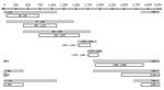 Thumbnail of Amplification of the hepatitis B virus HBV genome by using overlapping subgenomic fragments. Shown are 8 overlapping subgenomic fragments amplified by nested PCR, These fragments were used to generate the complete HBV sequence isolated from liver tissue of Chacma baboon 9732, South Africa. Dashed gray boxes indicate first-round PCRs, and white boxes indicate second-round PCRs. Values along the 2-headed arrow at the top are in basepairs from the EcoRI site of the circular genome of H