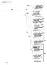 Thumbnail of Dendogram of the complete hepatitis B virus (HBV) genome isolated from Chacma baboon 9732, South Africa. Samples representative of all 8 HBV genotypes and primate hepadnaviruses are included. Samples are numbered according to their GenBank accession numbers, followed by their country of origin. The sample from baboon 9732 (boldface) clusters strongly with the subgenotype A2 isolates (bootstrap value 100). Letters along the right indicate genotypes. Values along branches are bootstra