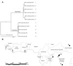 Thumbnail of A) Phylogenetic tree produced from genome sequences (189,830 nt) of the 11 MPXV isolates. The separation between West African and Congo Basin clades is highly supported; the Sudan isolate is included within the Congo Basin clade. Posterior probabilities are indicated by the number 1 at each node. Scale bar indicates nucleotide substitutions per site. B) Map of geographic distribution of the isolates. Numbers correspond to those in Table 1; strains 1, Copenhagen 1958 and 2, Walter Re