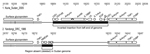 Thumbnail of Comparison of a right-end segment from genomes of monkeypox virus (Nuria Sudan 2005 and Yandongi DRC1986. Numbers above genome map are nucleotide positions. Gray boxes represent DNA sequence identity in the 2 genomes; black represents differences. The 2 large black boxes illustrate the insertion/deletion event found in Sudan isolates 1 and 2. A region from the left end of the genome has been inserted where a portion of the right end (shown in Yandongi) has been deleted. Thin black h