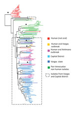 Thumbnail of Unrooted neighbor joining tree showing genetic clustering among Trypanosoma cruzi isolates from an outbreak of oral disease in Caracas, Venezuela. Based on pairwise genetic distances (1 − proportion of shared alleles) between multilocus microsatellite profiles (23 loci) generated from 246 isolates and clones. Black circles indicate nodes with &gt;60% bootstrap support. Branch color key is shown. Dashed boxes indicate isolates associated with the oral outbreak.