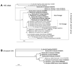 Thumbnail of Neighbor-joining phylogenetic tree generated from Babesia rDNA sequences from GenBank and from our study in Japan, November 2007–February 2008 and November 2008–February 2009. Bootstrap support (1,000 repetitions) is indicated at the nodes. The trees are based on the partial (1,041 bp) Babesia 18SrRNA gene (A) and the partial (900 bp) β-tubulin gene (B). Sequences determined in this study are in bold font. Scale bar indicates the inferred number of substitutions per site. Lineages a