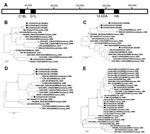 Thumbnail of Schematic representation of cowpox virus (CPXV) GRI genome (A) and phylogenetic relationships between 4 genomic regions of CPXV isolates collected in France during 2011 and other CPXVs: C18L (B), 14-kDa (C), G1L (D), hemagglutinin (E). The sequenced regions are shaded in black in panel A. Nucleotide sequences were aligned by using CLC Main Workbench 6.0 software (CLC Bio,Aarhus, Denmark). Neighbor-joining phylograms were constructed in MEGA4 (www.megasoftware.net) by using the maxim