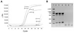 Thumbnail of Detection and identification of Brucella DNA. A) Detection of Brucella DNA by quantitative PCR. Numbers indicate amplification curves with cycle threshold (Ct) values representative of samples. Curve 1, sample from patient 1 with 16 Ct value; curve 2, sample from patient 2 with 16 Ct; curve 3, sample from patient 3 with 17 Ct; curve 4, stem cells of cord blood from patient 1 with 34 Ct; curve 5, stem cells of cord blood from patient 2 with 34.5 Ct; curve 6, positive control with 18 