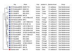 Thumbnail of Genetic relationship between the strain isolated in this study (BRU-TZ) and other Brucella melitensis strains. The variable number of tandem repeats were obtained for phylogenetic analysis at multiple-locus variable-number tandem repeat analysis bank version-4 (http://mlva.u-psud.fr) (5,6). The phylogenetic tree was plotted on the differences in variable number of tandem repeats at 16 loci obtained by multiple-locus variable-number tandem repeat analysis.