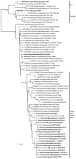 Thumbnail of Phylogenetic relationships of nonstructural protein genes of avian influenza (H9N2) viruses (boldface) isolated in Bangladesh. Full-length DNA sequencing, starting from the first codon, was used. The phylogenetic trees were generated by PhyML (30) within the maximum-likelihood framework. Numbers above the branches indicate bootstrap values; only values &gt;60 are shown. Boldface italics indicate prototype subtype H9N2 viruses from the Ck/Bei and G1 clades. Scale bar indicates distan