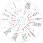 Thumbnail of Host range and pathogenicity determinants in avian influenza (H9N2) viruses isolated from different poultry species in Bangladesh during 2008–2011. Numbers in parentheses indicate number of viruses containing specific amino acid residues of the 44 virus isolates analyzed. Blue indicates the 11 genes that were assessed; red indicates the residues that are critical for influenza pathogenesis, enhanced replication in mammalian hosts, or those that are identical to residues present in h