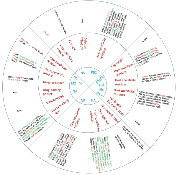 Host range and pathogenicity determinants in avian influenza (H9N2) viruses isolated from different poultry species in Bangladesh during 2008–2011. Numbers in parentheses indicate number of viruses containing specific amino acid residues of the 44 virus isolates analyzed. Blue indicates the 11 genes that were assessed; red indicates the residues that are critical for influenza pathogenesis, enhanced replication in mammalian hosts, or those that are identical to residues present in human influenz