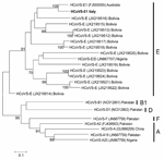 Thumbnail of Maximum-likelihood tree based on viral protein (VP) 3–VP1 sequences. Bootstrap values were set for 1,000 repetitions and were placed over each main node of the tree. Bootstrap values &lt;70% are not shown. The strain from the lung transplant recipient with chronic diarrhea, in Italy, is indicated in boldface. Reference strains from GenBank, and their accession numbers, are shown. Letters in the right-hand column indicate virus species. Scale bar indicates nucleotide substitutions pe