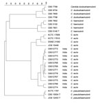 Thumbnail of Dendrogram of amplified fragment length polymorphism analysis of Candida auris isolates from India, Japan, and South Korea and members of C. haemulonii complex. It was constructed by using UPGMA (unweighted pair group method with averages) in combination with the Pearson correlation coefficient and was restricted to fragments of 60–400 bp. Scale bar indicates the percentage similarity.