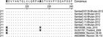 Thumbnail of Amino acids at positions 211 and 226 of the chikungunya virus (CHIKV) envelope protein 1 (E1) and alignment of aa 211–240 of Bhutan 2012 CHIKV isolates with Réunion Island 2005, Indian 2010, and Thailand 2009 CHIKV isolates. Gray shading indicates residues 211 and 226 of the E1 protein.