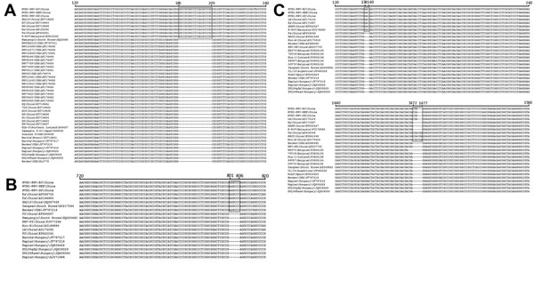 Alignment the partial sequences of glycoprotein (g) C (A), gD (B), and gE (C) genes of pseudorabies virus at the nucleotide level. Black box indicates the region of insertion. 