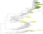 Thumbnail of Maximum-likelihood phylogenetic tree for the hemagglutinin gene segment of avian influenza (H5N1) viruses from Bangladesh compared with other viruses. Green shading indicates viruses from Bangladesh sequenced and characterized in this study; yellow shading indicates previously described subtype H5N1/H9N2 reassortant influenza viruses (8,9) or those from GenBank. Numbers at the nodes represent bootstrap values.