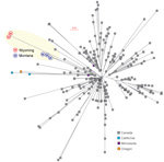 Thumbnail of Inferred genetic relationships among group A Streptococcus emm59 strains on the basis of 773 concatenated single nucleotide polymorphisms identified by genome sequencing. Strains from Montana (M) and Wyoming (W), USA, are shown in blue and red, respectively. Strains from Canada, and from California, Minnesota, and Oregon, USA, are shown for reference. Scale bar indicates nucleotide substitutions per site.