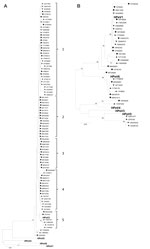 Thumbnail of Phylogenetic analysis of the viral protein (VP) 3 (A) and VP1 (B) nucleotide sequences of human parechoviruses (HPeV), Denmark, January 2009–December 2012. Maximum-likelihood analysis of HPeVs detected in 2009 are indicated by dots, 2010 by squares, 2011 by triangles, and 2012 by inverted triangles. Reference sequences from GenBank representing the different HPeV genotypes identified in this study are shown in boldface. The following sequences were used as references: HPeV1, GenBank