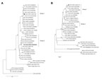 Thumbnail of Phylogenetic trees based on orthopoxvirus nucleotide sequences of A56R (A) and A26L (B) genes of vaccinia virus (VACV), Pará State, Brazil. Pará virus (PARV) clusters with VACV group 1 from Brazil. Phylogenetic analysis showed that PARV (black dots) clustered in the VACV-BR-G1 clade and that BeAN58058 virus clustered in the VACV-BR-G2 clade. A26L sequence was obtained only from PARV. Trees were constructed by using the neighbor-joining method, the Tamura-Nei model of nucleotide subs