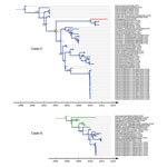 Thumbnail of Maximum clade credibility trees for co-circulating influenza A virus H7 subtype genetic lineages, eastern Asia. A) Clade A. B) Clade B. Values along the branches are posterior probability values &gt;0.8. Gray bars indicate 95% highest posterior density for times of the most recent common ancestors; blue indicates viruses isolated in Asia; green indicates  viruses isolated in Europe (details on locations and associated posterior probabilities are shown in the online Technical Appendi