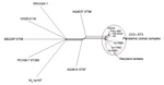 Thumbnail of Neighbor-Net graph generated with the Bacterial Isolate Genome Sequence Database genome (BIGSdb) comparator tool implemented within the Vibrio parahaemolyticus MLST database (http://pubmlst.org/vparahaemolyticus) (7,8) using 2,613 variable loci. These loci were identified by using as a reference (ref) the V. parahaemolyticus strain RIMD2210633 chromosome I (3,080 genes) and conducting a whole-genome MLST (wgMLST) for V. parahaemolyticus genomes available through GenBank (AN-5034 O4: