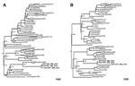 Thumbnail of Maximum clade credibility trees for the RNA A) small and B) medium segments of Rift Valley fever virus. Tees show relationships among strains isolated from different localities and countries. Samples from Mauritania 2010 are indicated in boldface and designated SH211856_RIM_2010, SH211857_RIM_2010, and SH211977_RIM_2010. GenBank accession nos. are KF717588, KF717589, and KF717590 for the medium segment and KF717591, KF717592, and KF717593 for the small segment. Values along the bran