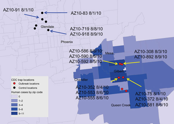 Distribution of mosquito sampling sites in Maricopa County, Arizona, USA, during the 2010 West Nile virus (WNV) outbreak investigation and collection dates/locations of pools yielding indicated WNV isolates used for molecular and/or phenotypic analysis. Gray lines indicate individual zip code boundaries. CDC, Centers for Disease Control and Prevention.