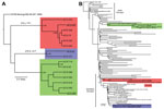 Thumbnail of A) Bayesian phylogenetic tree of envelopes genes of all described Arizona, USA, 2010 isolates of West Nile virus (WNV) (n = 15). Isolates grouped in 3 distinct monophyletic clusters designated A (red), B (blue), and C (green). B) Bayesian phylogenetic tree of full-length encoded open reading frame for 3 Arizona, USA, 2010 isolates: AZ10.581 (red), AZ10.892 (green), AZ10.91 (blue), and 100 representative North American WNV isolates. All applied relaxed clock Bayesian methods used the