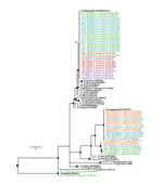 Thumbnail of Maximum clade credibility tree for Rickettsia spp. detected in seabird ticks (Amblyomma loculosum and Carios capensis) of the western Indian Ocean as determined on the basis of a 913-bp fragment of the Rickettsia gltA gene. The nucleotide substitution model was selected by using the jModelTest 2.1.2 tool (https://code.google.com/p/jmodeltest2/), and Bayesian analyses were performed using MrBayes 3.1.2 (http://mrbayes.sourceforge.net/), with chain lengths of 2 million generations sam