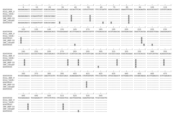 Alignment of topoisomerase II nucleotide sequences of Leishmania killicki, L. infantum, and L. major. Point mutations discriminating Leishmania species are outlined on a gray background. The references strains are GU459063: L. infantum MHOM/FR/78/LEM75; GU459064: L. killicki MHOM/TN/80/LEM163; GU459065: L. major MHOM/MA/81/LEM265 ; KILL_REF_T: L. killicki and INF_REF-IS: L. infantum, strains genotyped by the Leishmania National Reference Center, Montpellier, France. The isolates are: KILL_ISOL-: