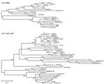 Thumbnail of Phylogenetic trees of the Taeniidae, including newly generated sequences derived from tissues of a fatally infected Bornean orangutan. Trees were constructed from DNA sequence alignments of 12s rRNA (A) and concatenated cox1/nad1 (B) sequences from the orangutan (Versteria sp.; bold; accession nos. KF303339–303341) and representative Echinococcus, Hydatigera, Taenia, and Versteria sequences from GenBank (see Table). The maximum likelihood method was used, with the likeliest model of