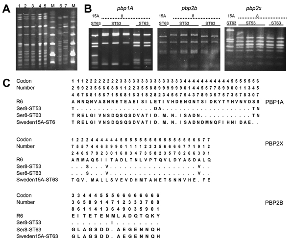 A) Pulsed-field gel electrophoresis patterns of chromosomal DNA of Streptococcus pneumoniae isolates after digestion with SmaI. Lane 1, Sweden 15A-ST63 (American Type Culture Collection [ATCC] BAA-661); lanes 2−5, serotype 8-ST63; lanes 6 and 7, serotype 8-ST53; lane M, molecular mass markers. B) PCR–restriction fragment length polymorphism patterns of penicillin-binding protein genes pbp1A, pbp2b, and pbp2x. Lane 1, Sweden 15A-ST63 (ATCC BAA-661) lanes 2−4: serotype 8-ST63; lanes 5 and 6, serot