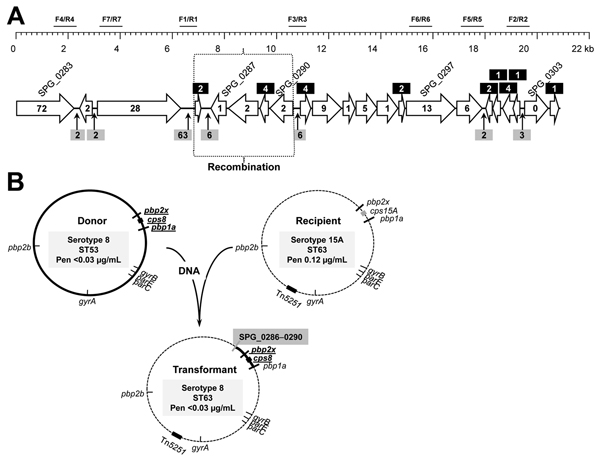 Chromosome location of the recombination region located upstream of the penicillin-binding protein 2x (pbp2x) gene of Streptococcus pneumoniae (A) and antimicrobial drug resistance determinants, capsular loci of the putative donor, recipient, and recombinant strains (B). In the genomic region upstream of pbp2x (SPG_0305), genes have been named as in the G54 genome (ST63) (GenBank accession no. CP001015). Number of polymorphic sites located either within the genes (inserted into the arrows or int