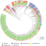 Thumbnail of Weighted UniFrac analyses (23) of nasopharyngeal samples of children at 12 and 24 months of age vaccinated with 7-valent pneumococcal conjugate vaccine. Clustering of samples was based on evolutionary (phylogenetic) relatedness by using Weighted UniFrac analyses. Clustering is shown in a circle dendrogram. Each branch represents a sample and each adjacent histogram represents the relative abundance of the top 5 operational taxonomic units (OTUs) found in that sample. Differences in 