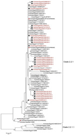 Thumbnail of Phylogenetic tree of the hemagglutinin gene of influenza A(H5N1) viruses from Egypt, 2010–2012. Scale bar indicates phylogenetic distance (1 base substitution/100 positions).