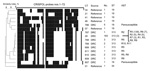 Thumbnail of Representative CRISPOL profiles of Salmonella enterica serotype Typhimurium isolates studied. CRISPOL is a recently developed high-throughput assay based on clustered regularly interspaced short palindromic repeats (CRISPR) polymorphisms. Black squares indicate presence of the CRISPR spacer, detected by the corresponding probe; white squares indicates absence of the spacer. The dendrogram was generated by using BioNumerics version 6.6 software (Applied Maths, Sint-Martens-Latem, Bel