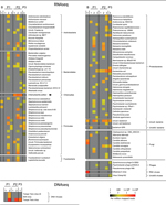 Thumbnail of Next-generation sequencing of RNA (RNaseq) and DNA (DNaseq) isolated from bronchoalveolar lavage (BAL) samples from 3 patients with severe pneumonia, northern Germany. Shown are data from BLASTN (http://blast.ncbi.nlm.nih.gov/Blast.cgi) analysis of de novo assembled sequence contigs (www.virus-genomics.org/supplementals/EID1406.pdf). Relative abundance of contig reads mapping bacterial, fungal, or viral species is indicated by a heat map (scale bar). Gray indicates that no reads wer