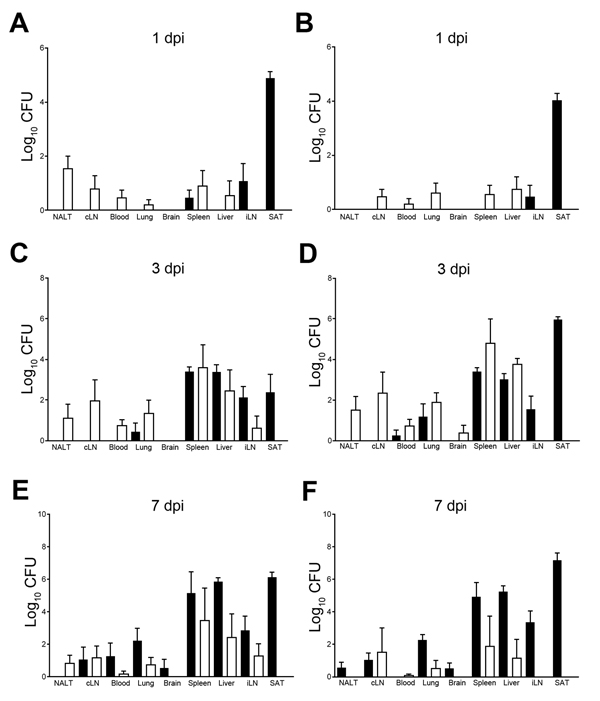 Comparison of Burkholderia pseudomallei loads in organs of BALB/c mice at days 1 (A, B), 3 (C, D) and 7 (E, F) after intranasal (white bars) and subcutaneous (black bars) infection with the neurologic isolates MSHR435 (5 × 102 CFU; panels A, C, E) and MSHR1153 (4.5 × 102 CFU; panels B, D, F) , Northern Territory, Australia, October 1989–October 2012. Bacterial loads were assessed in NALT, cLN, iLN, blood, lung, brain, spleen, liver, and SAT at the indicated dpi. Five mice were assessed at each t