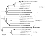 Thumbnail of Phylogenetic analysis of hepatitis E virus (HEV) based on the complete genome sequences of HEVs using the neighbor-joining method with MEGA 4.0 software (http://www.megasoftware.net). Black diamond indicates the newly identified yak HEV sequence from Qinghai, China (GenBank accession no. KF736234). Another 18 sequences were collected from GenBank, including 7 sequences of genotype 4 (GU119961, JQ740781, JQ655735, AB291965, AB602440, FJ763141, GU206559), 6 of genotype 3 (AF455784, FJ