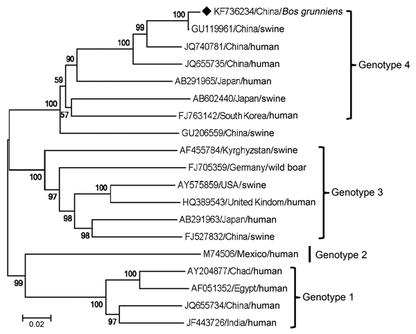 Phylogenetic analysis of hepatitis E virus (HEV) based on the complete genome sequences of HEVs using the neighbor-joining method with MEGA 4.0 software (http://www.megasoftware.net). Black diamond indicates the newly identified yak HEV sequence from Qinghai, China (GenBank accession no. KF736234). Another 18 sequences were collected from GenBank, including 7 sequences of genotype 4 (GU119961, JQ740781, JQ655735, AB291965, AB602440, FJ763141, GU206559), 6 of genotype 3 (AF455784, FJ705359, AY575