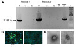 Thumbnail of A) Virus isolation confirmed by reverse transcription PCR. SosV was isolated after intracranial and intraperitoneal inoculation into 2-day-old suckling mice. A specific reverse transcription PCR designed to amplify 2,188 bp of the SosV genome was performed by using RNA from brains (Br), liver (Lv), and spleen (Sp) of the euthanized animals. Viral RNA was found only in the brain, not in liver or spleen. B) Propagation of SosV in cell culture. Homogenized tissues (brain, liver, and sp