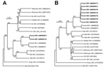 Thumbnail of Phylogenetic relationships among genotypes 1–4 and wild boar, rabbit, rat, avian, bat, and ferret isolates of hepatitis E virus. Nucleic acid sequence alignment was performed by using Clustal X 1.81 (www.clustal.org/clustal2/). Genetic distance was calculated by using Kimura’s 2-parameter method. Phylogenetic trees with 1,000 bootstrap replicates were generated by using the neighbor-joining method (Njplot 2.3, http://njplot.sharewarejunction.com/) based on A) the entire genome and B