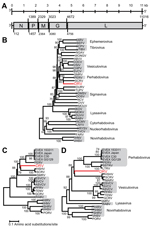 Thumbnail of Genome organization and phylogenetic analysis of dolphin rhabovirus (DRV). A) Genome organization of DRV showing locations of major open reading frames and start and stop codons at the nucleotide level. N, nucleoprotein; P, phosphoprotein; M, Matrix; G, glycoprotein; L, large. B) Phylogenetic neighbor-joining tree with P distances (fraction of positions in which 2 sequences differ) and 1,000 bootstrap replicates of the deduced amino acid sequence of complete DRV L gene protein and m